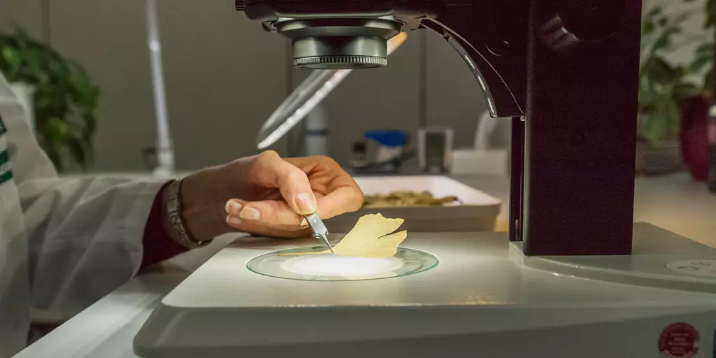 Eine Wissenschaftlerin vergrößert ein Ginkgo-Blatt unter einem Stereomikroskop 