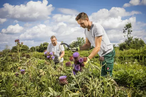 Zwei Männer während der Artischocken-Ernte in Terra Medica