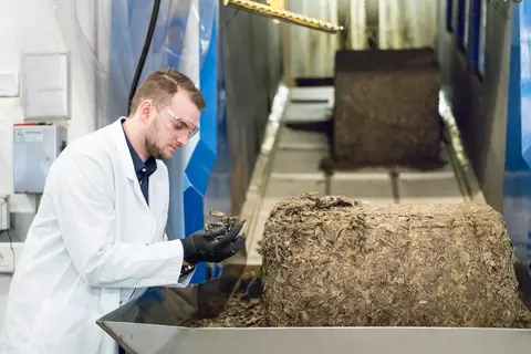 Ein Mann betrachtet getrocknete Ginkgo-Blättr