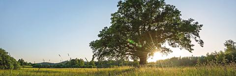 Baum inmitten eines Feldes bei strahlender Sonne